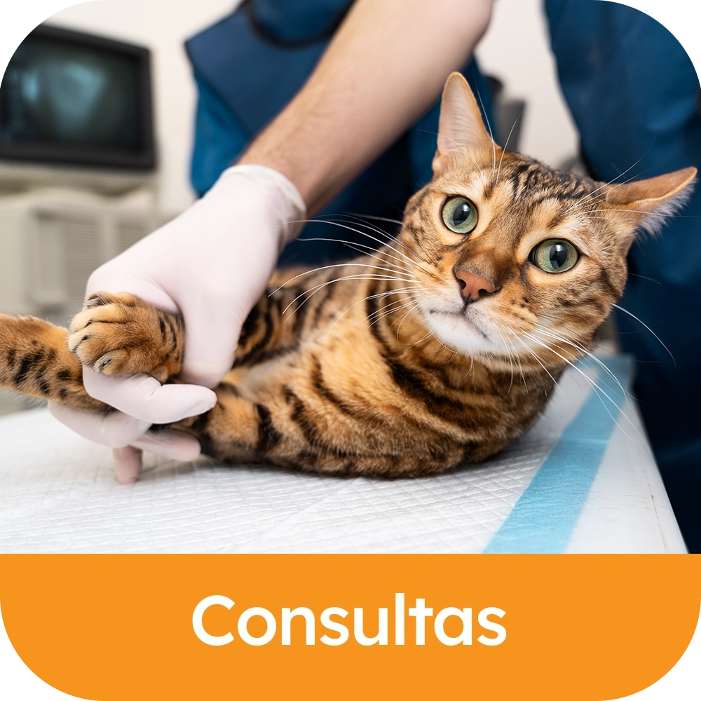 Consultas