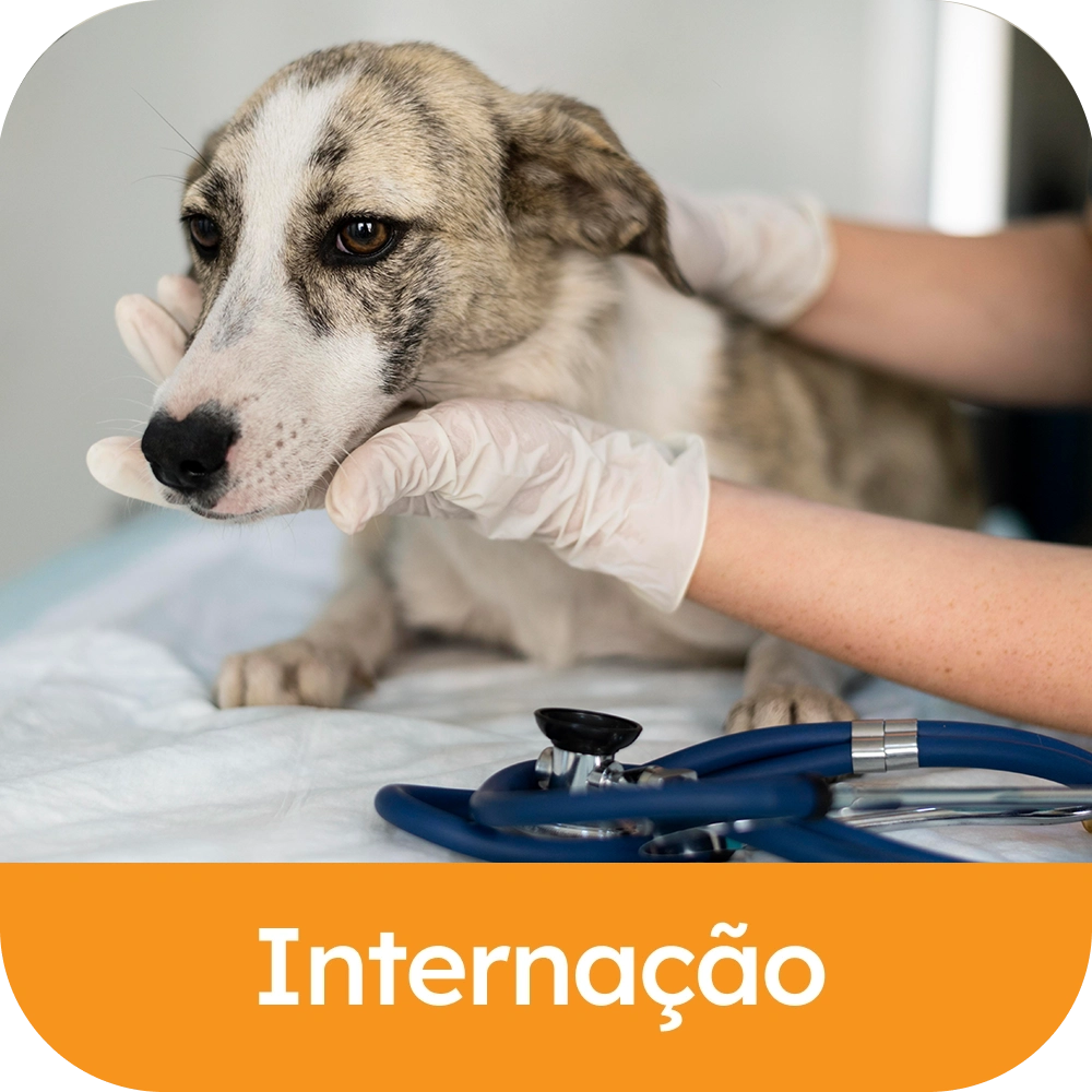 Internacao